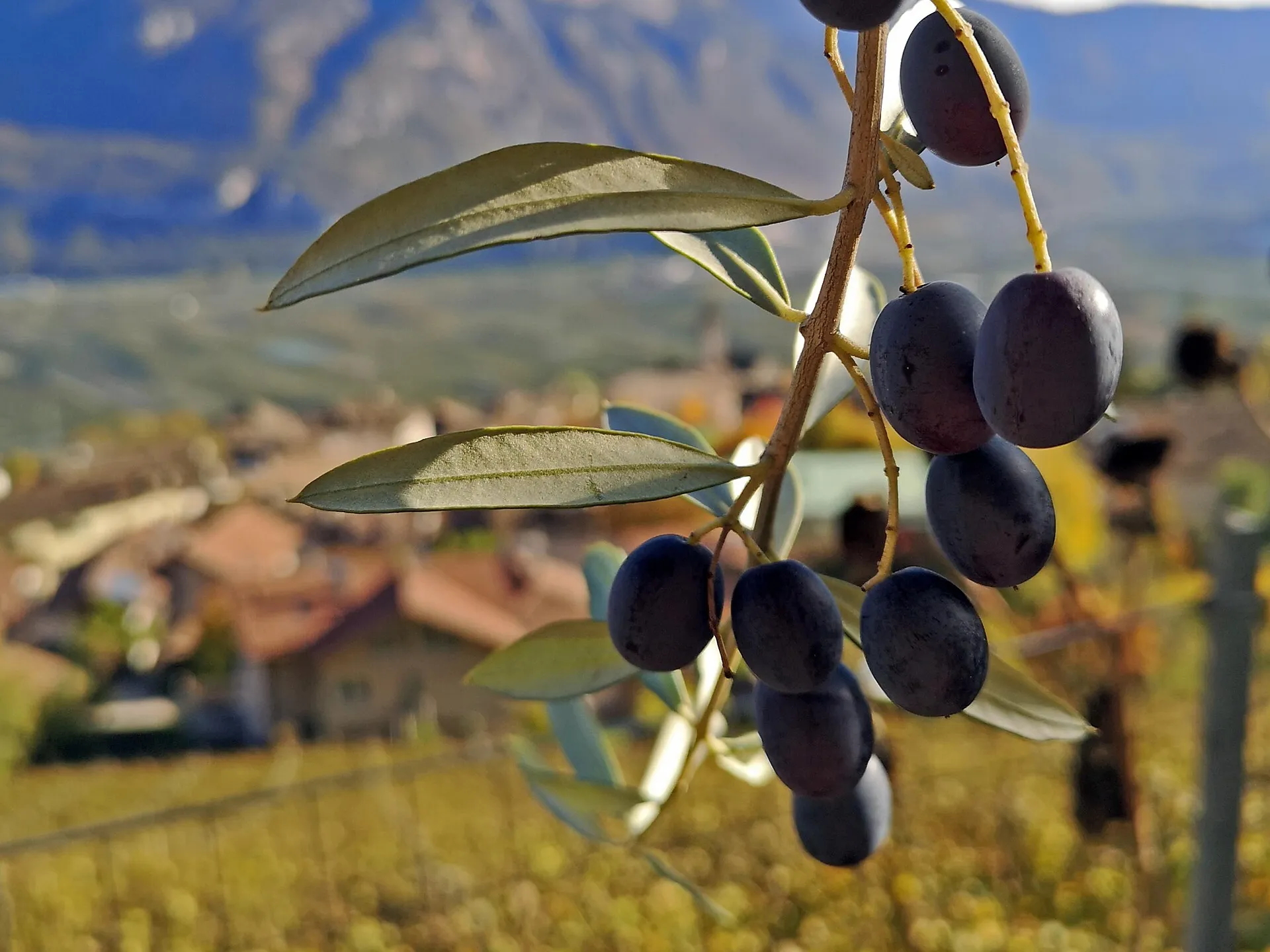 TerrAromen Ottobre-Novembre 2025 a Cortaccia sulla Strada del Vino TerrAromen Ottobre-Novembre 2025 a Cortaccia sulla Strada del Vino