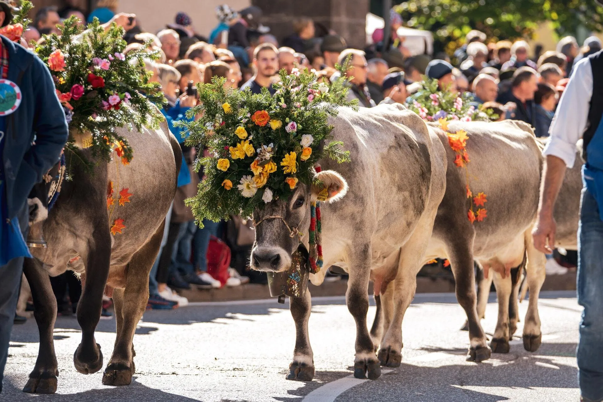 Desmontegada de le Vache & Festival del Gusto Ottobre 2025 a Predazzo Desmontegada de le Vache & Festival del Gusto Ottobre 2025 a Predazzo
