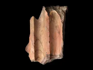 I colori dell'Impero: mostra sui marmi policromi ai Musei Capitolini