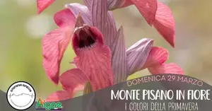 Monte Pisano in Fiore 2026: escursione naturalistica tra Pisa e Lucca
