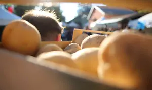 Sila Potato Festival in Lagar&ograve; Lupinacci